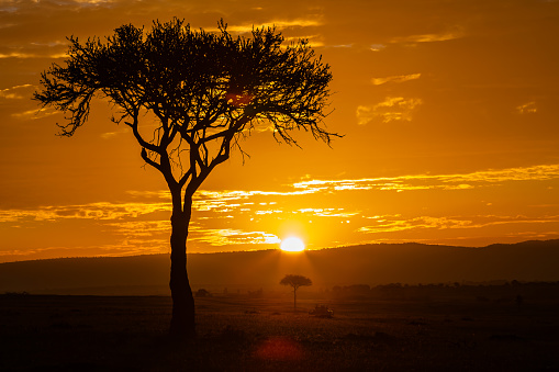 The day is dawning in the Masai Mara Wildlife Reserve. Tourists are  embarking on a journey into the heart of the wild with safari vehicles.