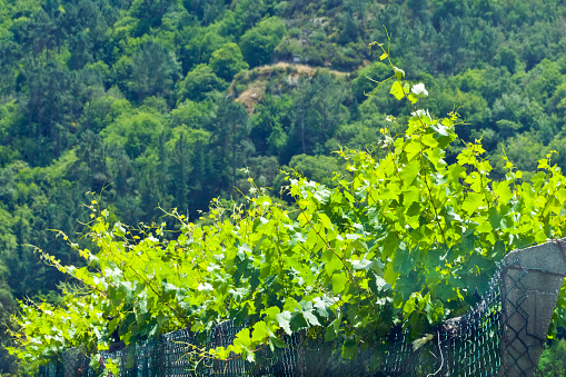 Vines and new leaves in springtime, forest in the background.Ribeira Sacra, Galicia, Spain.