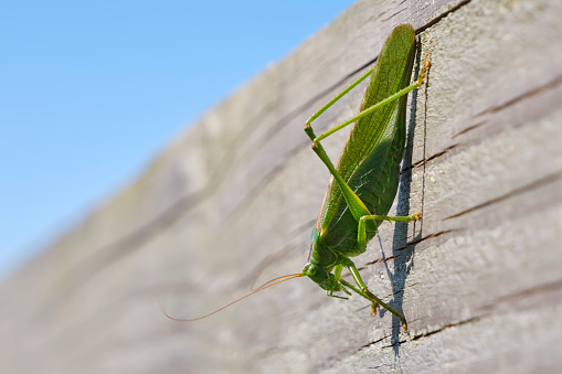 A great green saber-grasshopper or Tettigonia viridissima on a wooden beam. This species is also simply referred to as green sable locust or great green grasshopper. Image with copy space.
