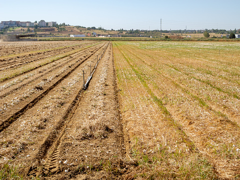 Onion field with rows in which the onions have been dug and others in which the onions have not yet been dug out of the ground.