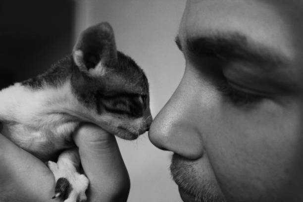 istock Shiro with Cornish Rex kitten in black and white 1638482524