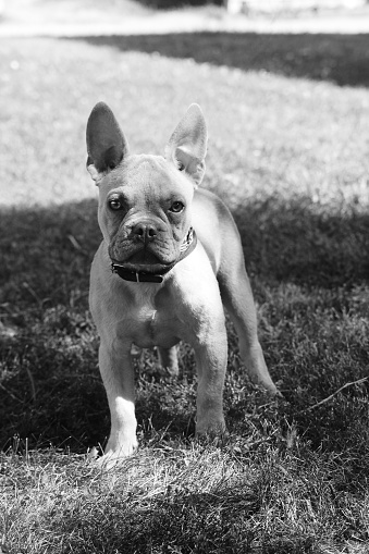 A cute French bulldog pup in black and white