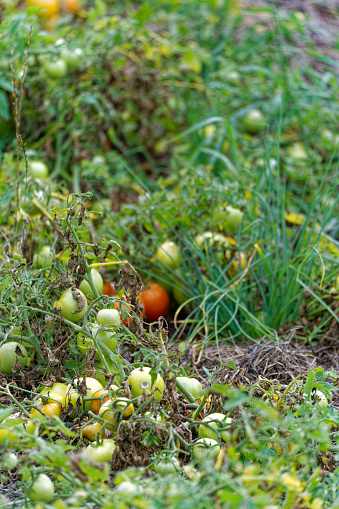 Green and red organic tomatoes on vegetable field at Swiss City of Zürich on a cloudy summer day. Photo taken August 25th, 2023, Zurich, Switzerland.