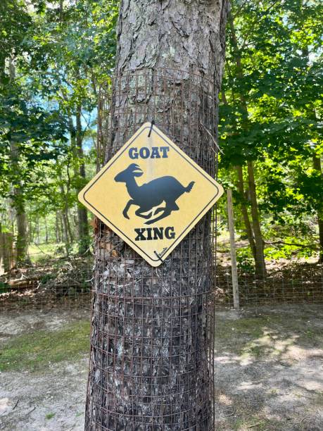 Goat Track Sign 40+ Goat Crossing Road Sign Stock Photos, Pictures & Royalty-Free ...