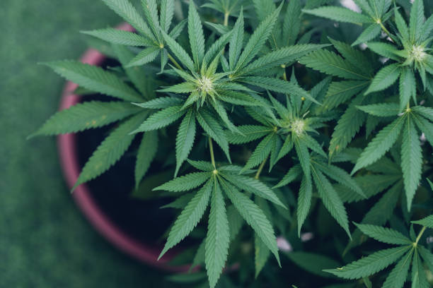 cultivo legal de plantas de cannabis folhas de maconha. indica medicinal com cbd - petal bud plant agriculture - fotografias e filmes do acervo
