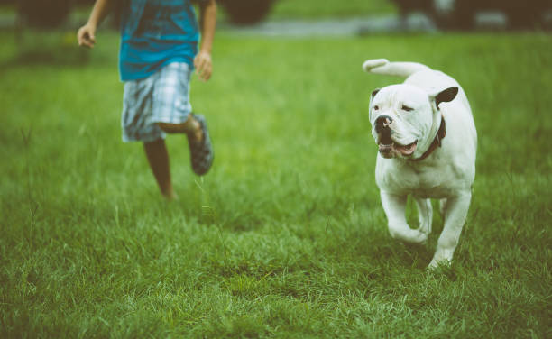 American Bulldog Standard Type