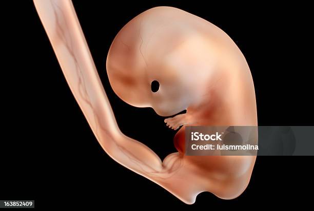 Human Embryo Stock Photo - Download Image Now - Human Embryo, Fetus, People