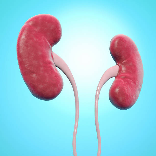 Computer rendering of human kidneys on blue background Human kidneys, computer artwork. human kidney stock pictures, royalty-free photos & images