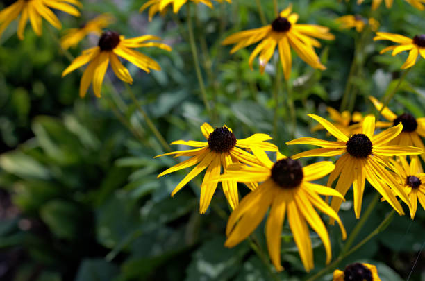 istock Black-Eyed Susan 1638529317