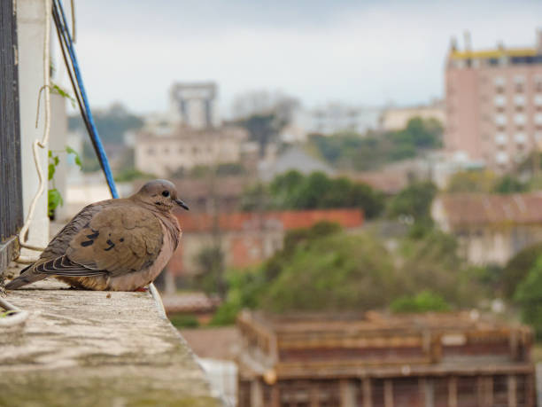 istock Dove sitting on the edge of a building 1638538018