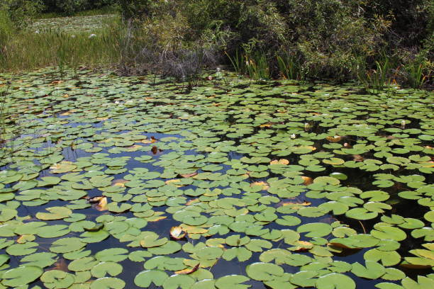 istock lily pads in the lake 1638538579