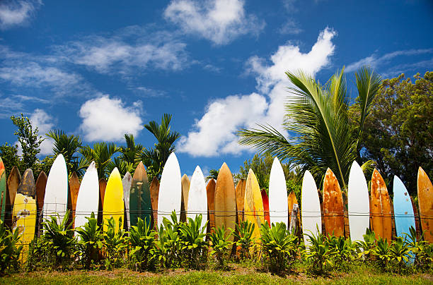 Pranchas de surf - fotografia de stock
