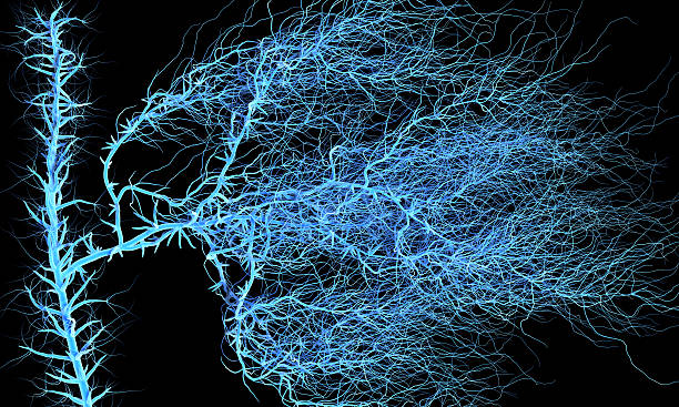 abstrato de rede neuronal - fantasy three dimensional three dimensional shape human nervous system imagens e fotografias de stock
