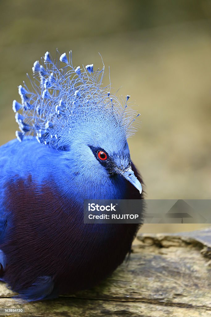 Colomba coronata a testa azzurra - Foto stock royalty-free di Ambientazione esterna