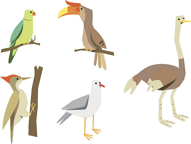 birds vector art illustration