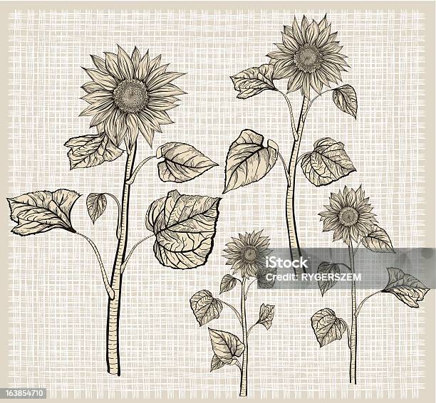 Tournesols Isolé Des Objets Vecteurs libres de droits et plus d'images vectorielles de Tournesol - Tournesol, Fleur - Flore, Beauté de la nature