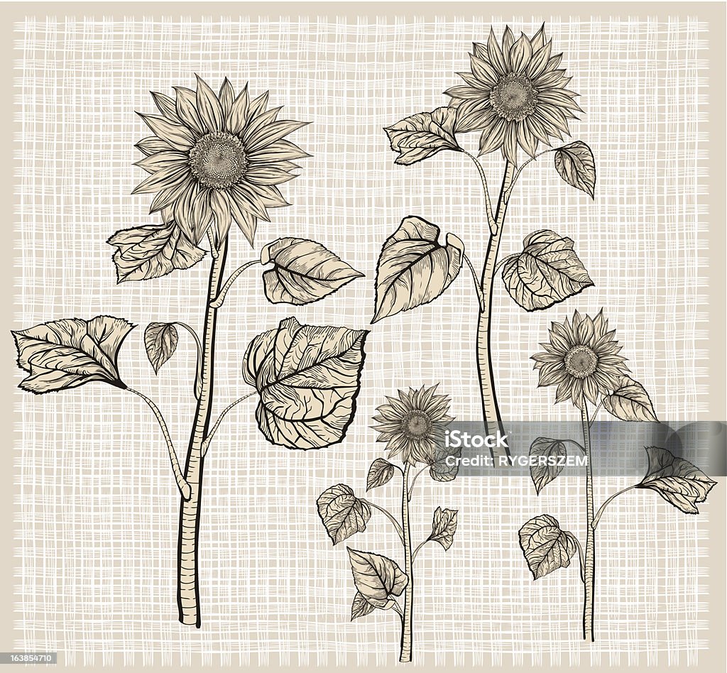 Sunflowers. Objetos Isolados - Royalty-free Girassol arte vetorial