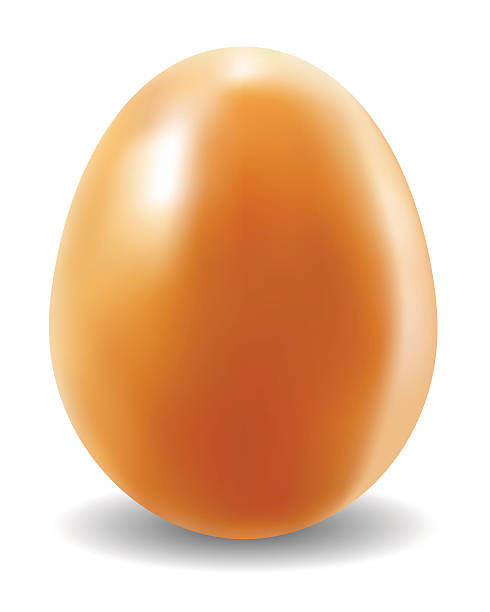 치킨 달걀 - white background brown animal egg ellipse stock illustrations