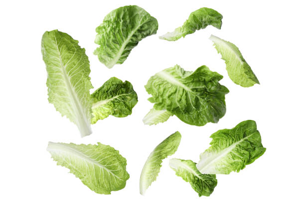 istock Fresh romaine lettuce leaves falling on white background 1638554668