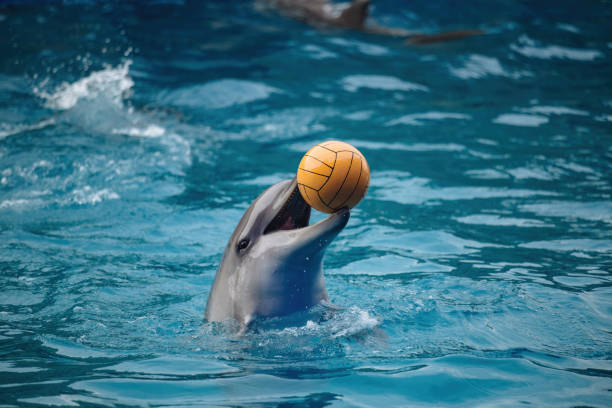 golfinhos brincando com bola na água azul - dolphin aquarium bottle nosed dolphin smiling - fotografias e filmes do acervo