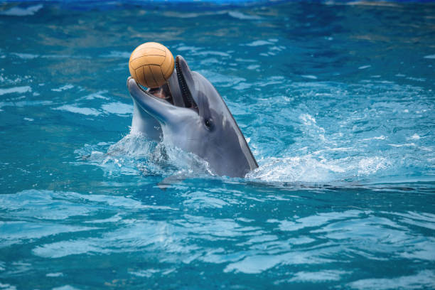 istock Dolphins playing with ball in blue water 1638556162