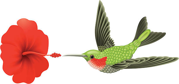 Colibrí verde vector - ilustración de arte vectorial