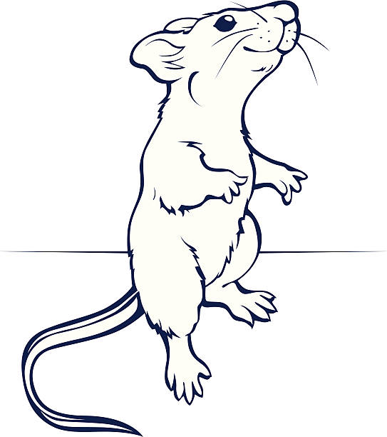 ilustraciones, imágenes clip art, dibujos animados e iconos de stock de de historieta ratas o ratón - gerbil