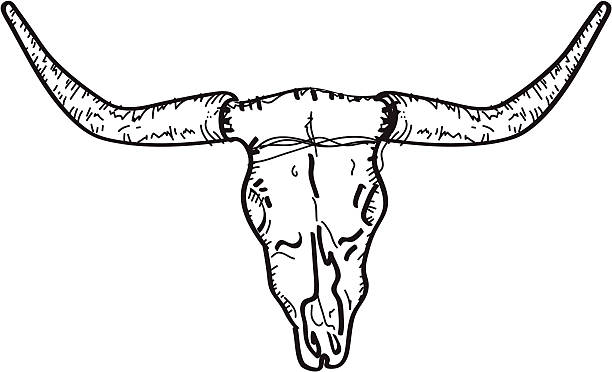 Cow Skull Illustration A illustration of a cow skull. texas longhorns stock illustrations