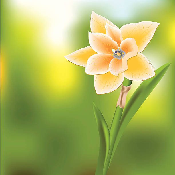 Daffodil vector art illustration