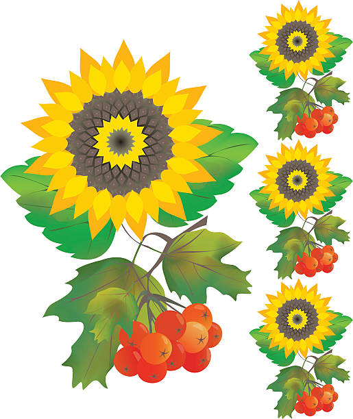 Sunflower with guelder rose vector art illustration