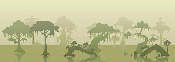 Different shades of trees and water in a swamp background Swamp background with several trees. Vector illustration with simple gradients. The tree lines are in separate layers for easy editing. swamp stock illustrations