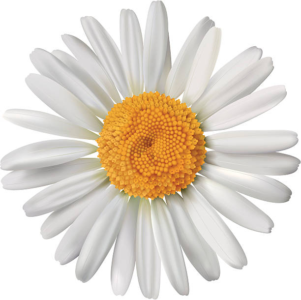 вектор daisy - anthemis cotula stock illustrations