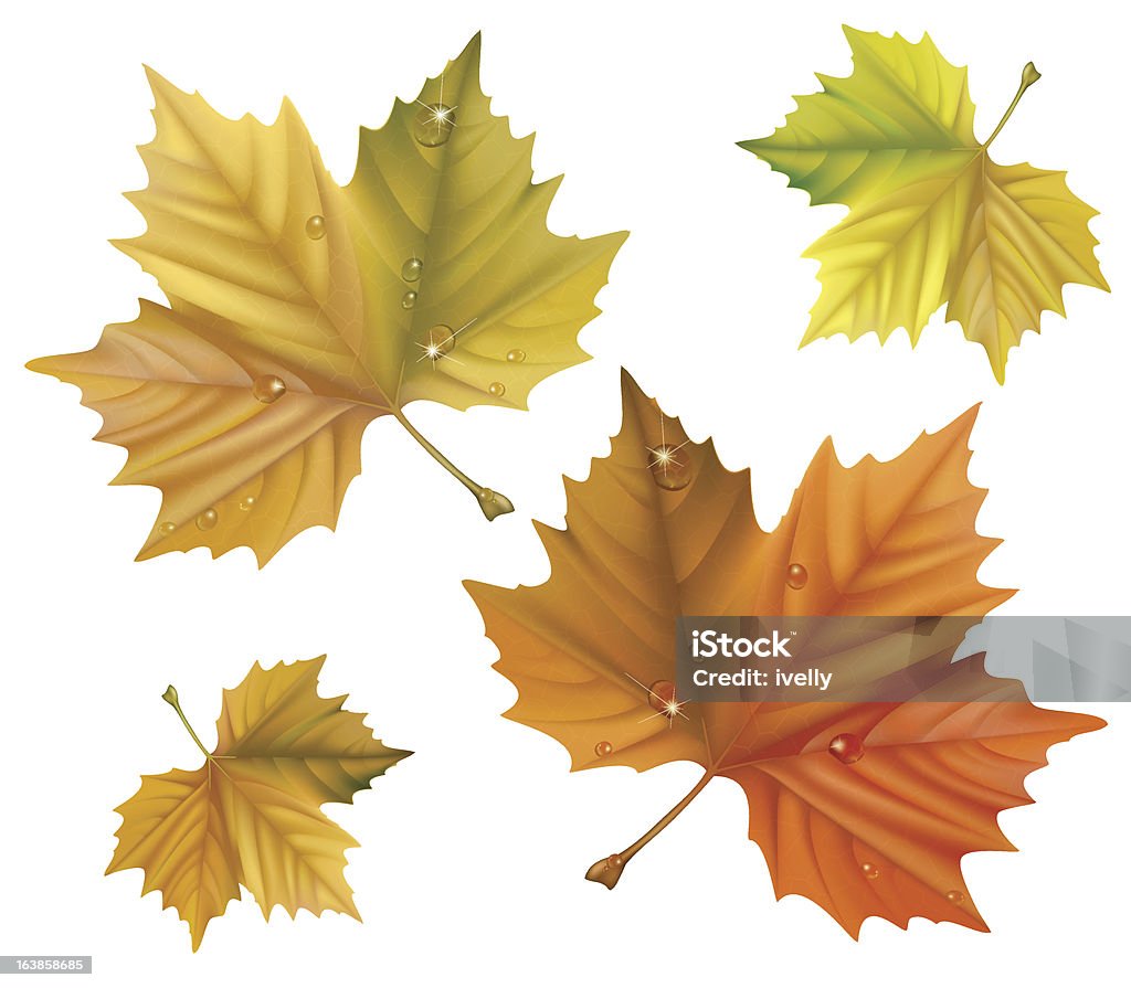 Feuilles d'érable jaune. - clipart vectoriel de Arbre libre de droits