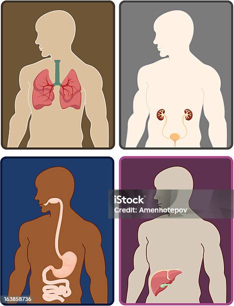 Ilustración de Órganos Humanos y más Vectores Libres de Derechos de Abdomen - Abdomen, Anatomía, Asistencia sanitaria y medicina