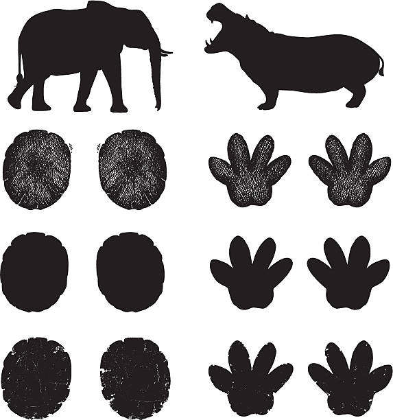 African Elephant and Hippopotamus Tracks vector art illustration