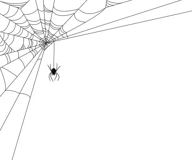 Vector illustration of Spiderweb with Spider
