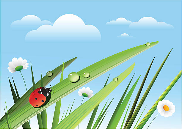 Ladybird in a grass vector art illustration