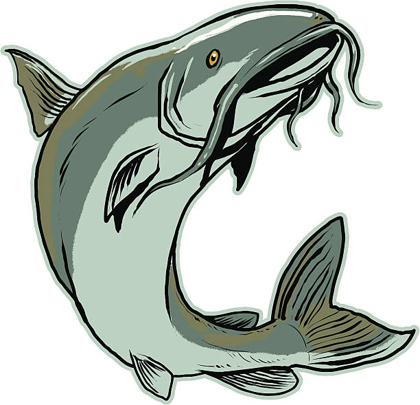 skokowy catfish - skokowy stock illustrations