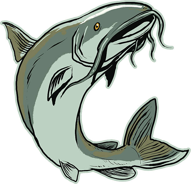Jumping Catfish A blue catfish in mid-leap. catfish stock illustrations