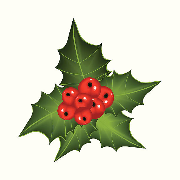 Holly Berries vector art illustration