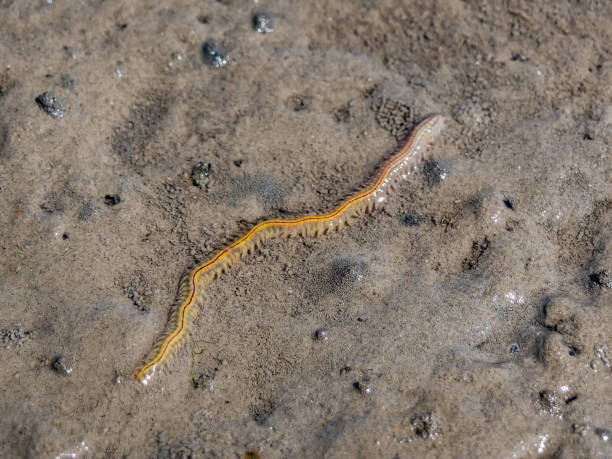 Earth worm close-up in a fresh wet earth, visible rings on the body of a worm