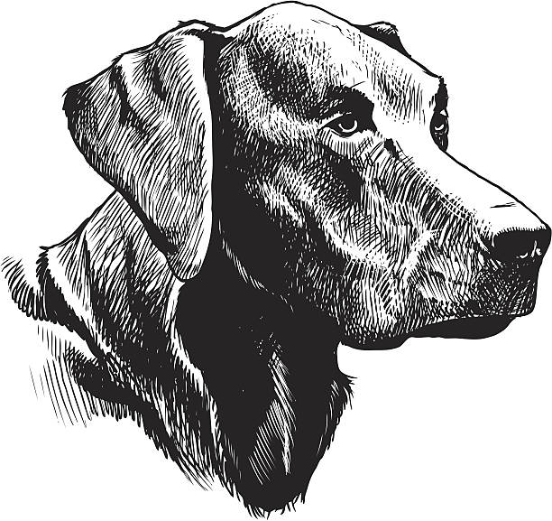 ilustraciones, imágenes clip art, dibujos animados e iconos de stock de labrador - labrador retriever