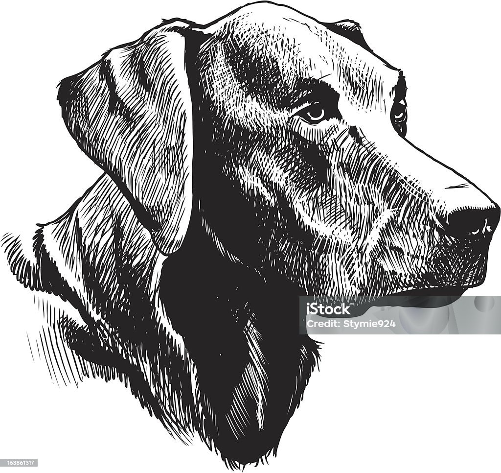 Black and white sketch of a Labrador Retriever A black and white sketch of a labrador retriever hunting dog. Labrador Retriever stock vector