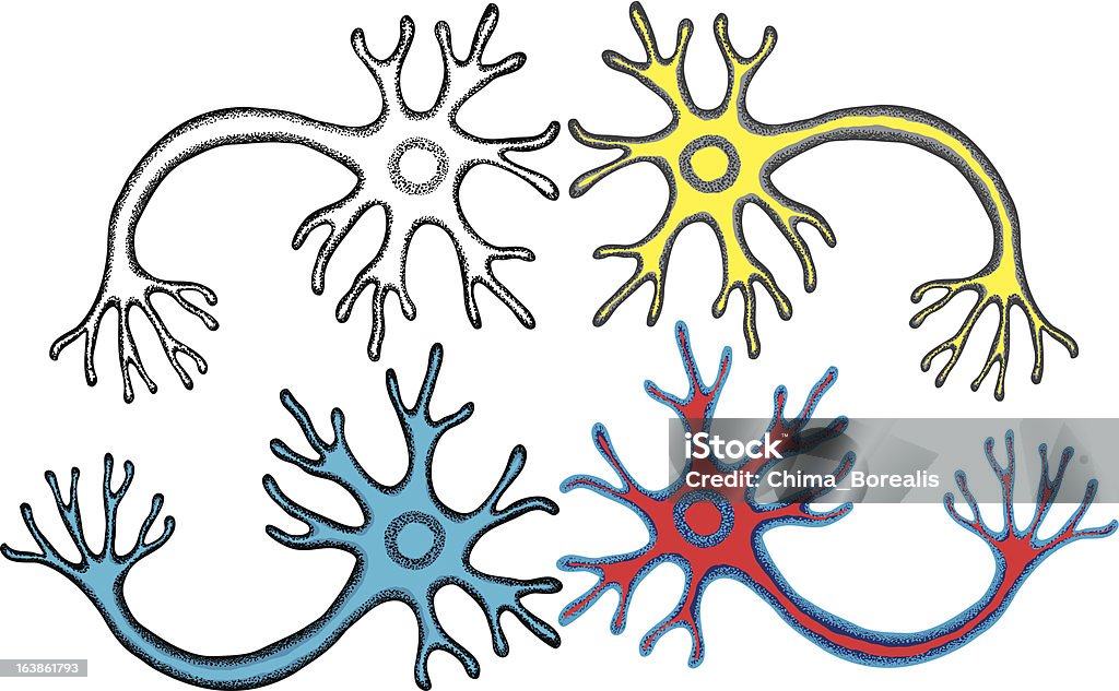 Neurone multipolare - arte vettoriale royalty-free di Assone mielinato