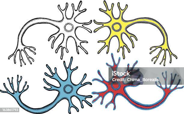 Neurone Multipolare - Immagini vettoriali stock e altre immagini di Assone mielinato - Assone mielinato, Axon, Cellula umana