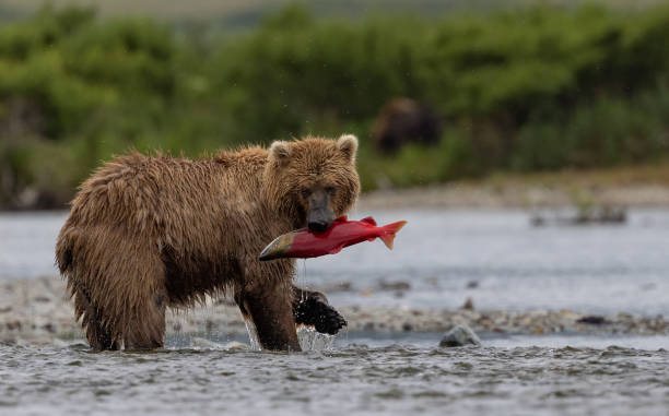 istock Brown Bear in Alaska 1638625681