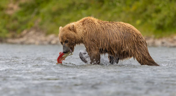 istock Brown Bear in Alaska 1638625682