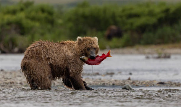 istock Brown Bear in Alaska 1638626203