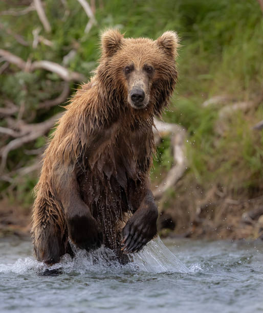 istock Brown Bear in Alaska 1638626206
