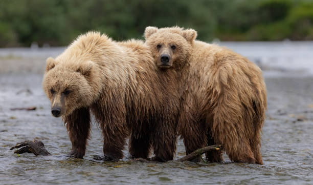 istock Brown Bear in Alaska 1638626731
